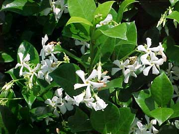 trachelospermum-jasmin.jpg