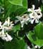trachelospermum-jasmin.jpg
