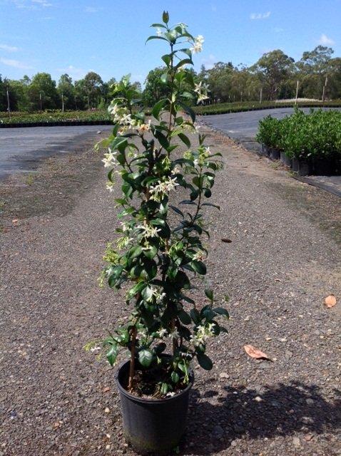 Trachelospermum-jasminoides-double-staked-200mm.jpg