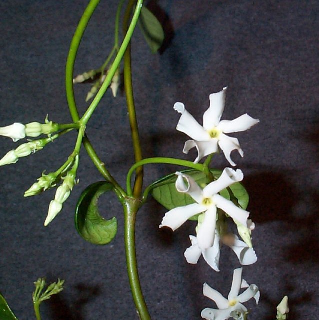 trachelospermum1.jpg