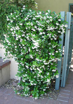 Trachelospermum_jasminoides.jpg