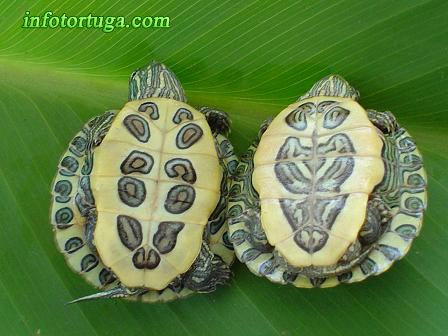 trachemysscriptaelegansplastropetites.jpg