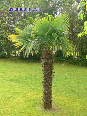 trachycarpus-fortunei.jpg