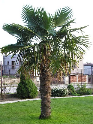 trachycarpus-fortunei.jpg