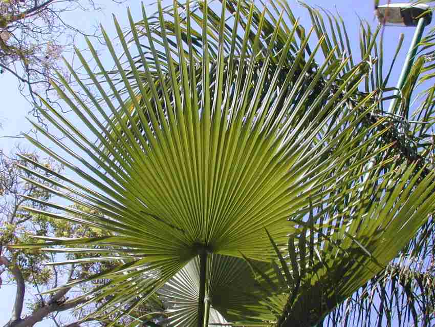 trachycarpus-martianus2.jpg