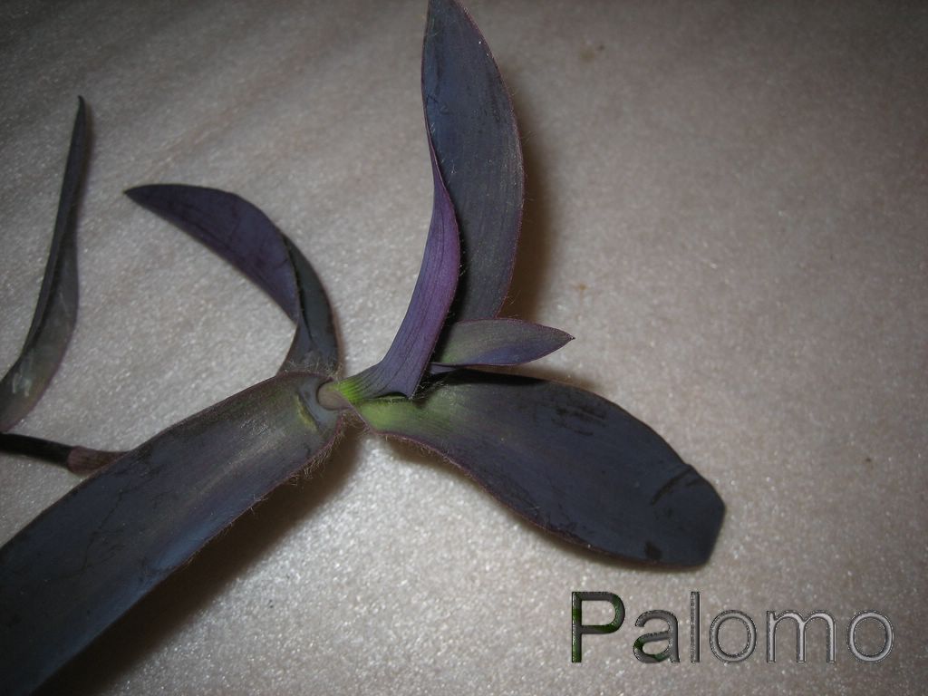 tradescantia+1+%5B1024x768%5D.JPG