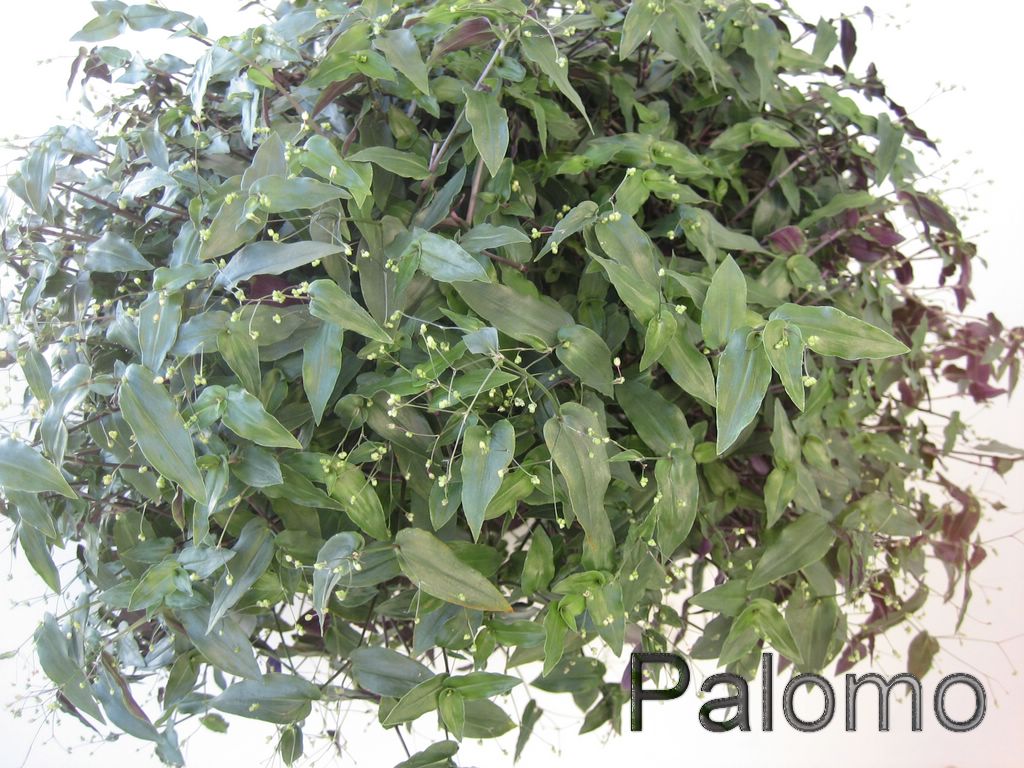 tradescantia+1+%5B1024x768%5D.JPG