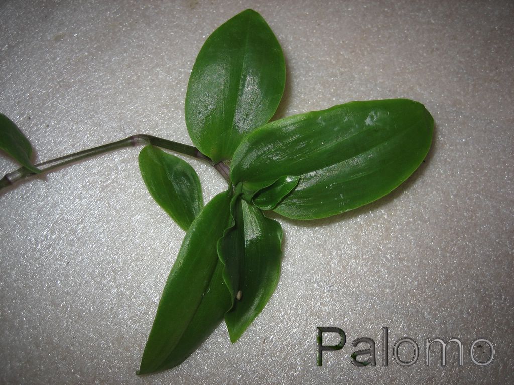 tradescantia+2+%5B1024x768%5D.JPG