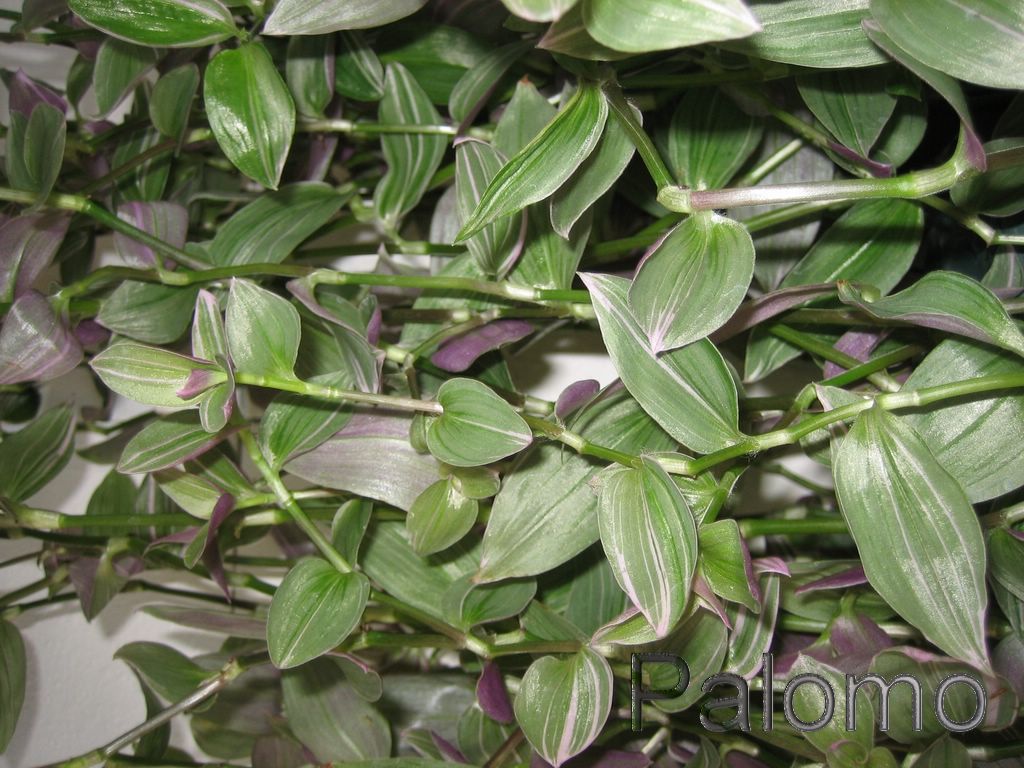 tradescantia+2+%5B1024x768%5D.JPG