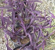 Tradescantia%20pall%20.jpg