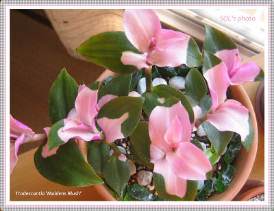 Tradescantia+%27+Maiden%27s+Blush%27+%28Commelinaceae%29.jpg