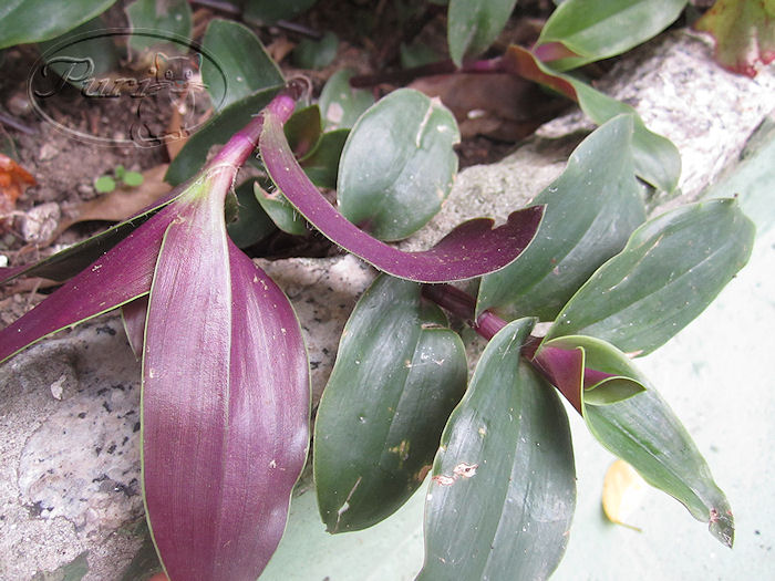 Tradescantia%2Bcerinthoides.jpg