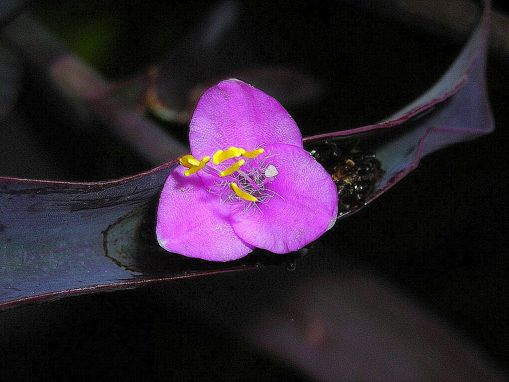 Tradescantia%2Bp%C3%BArpura.JPG
