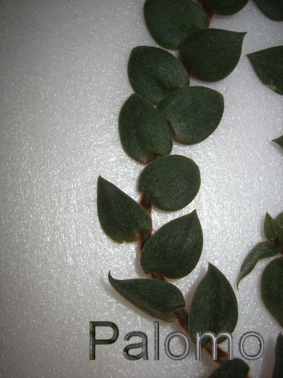 tradescantia+3+%5B1024x768%5D.JPG