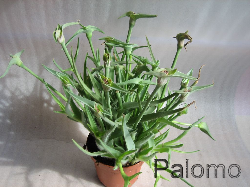Tradescantia+Andersoniana+Swallowtail.JPG