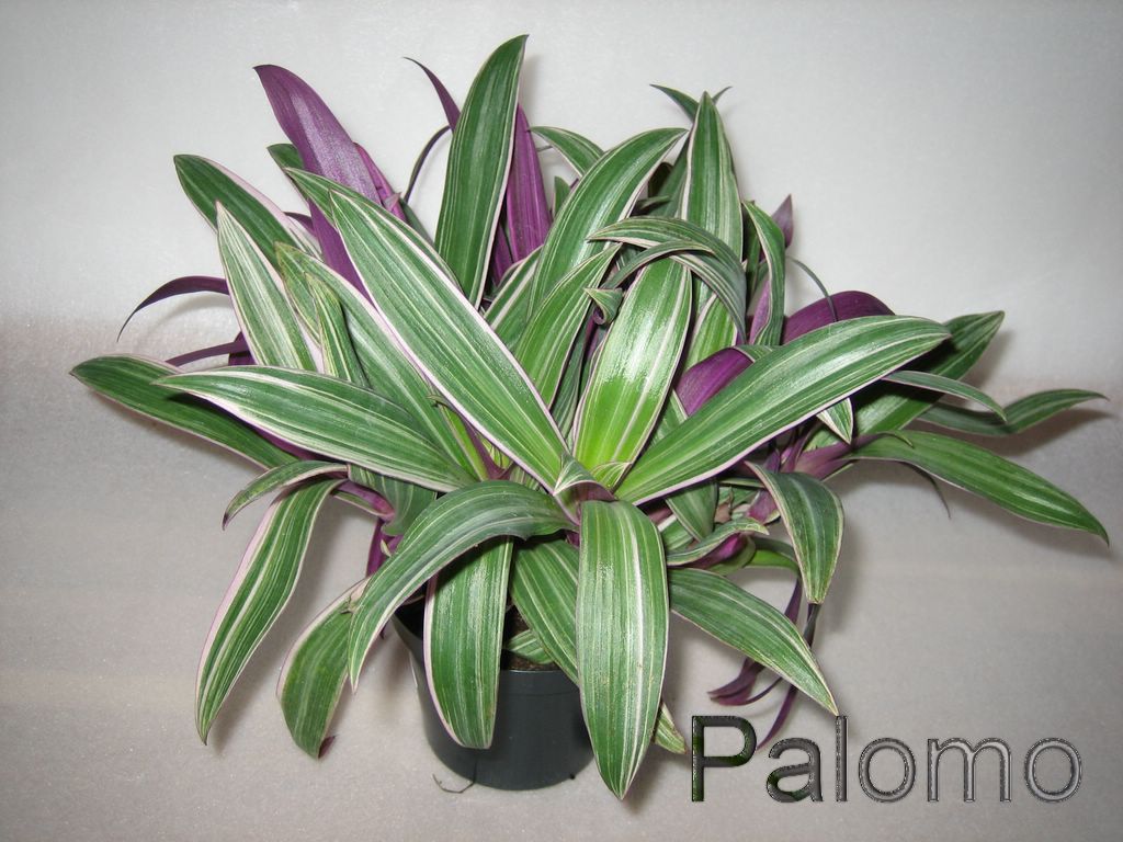Tradescantia+Bermudensis.JPG