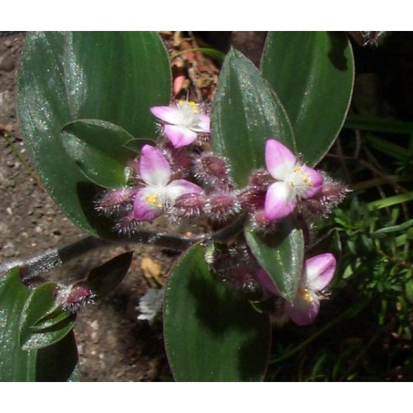 tradescantia-cerinthoides.jpg