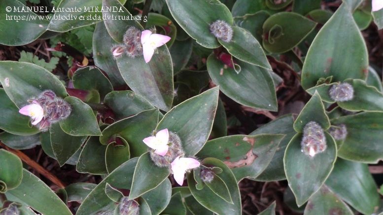 Tradescantia-cerinthoides-Kunth-285777.jpg