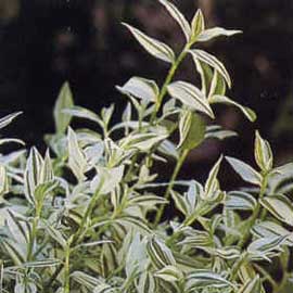 tradescantia-fluminensis.jpg