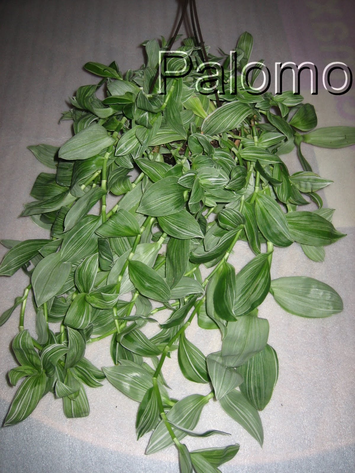 Tradescantia.jpg