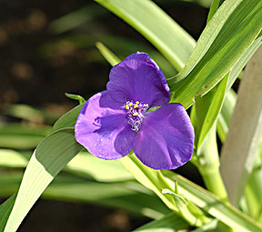 tradescantia.jpg