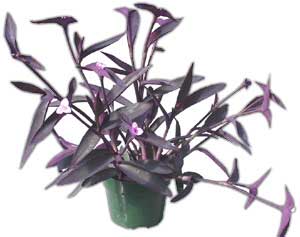 tradescantia-pallida.jpg