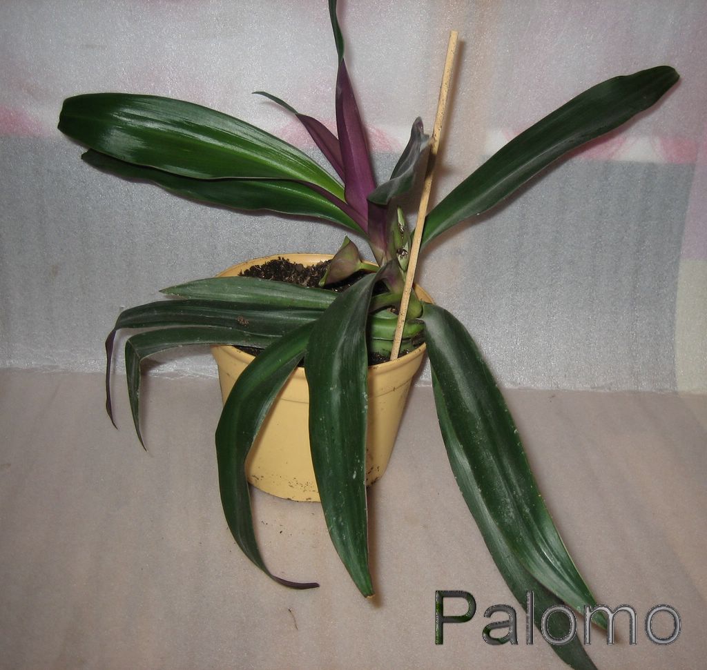 Tradescantia+Spathacea+Sw.JPG