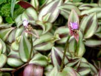 tradescantia-zebrina.jpg