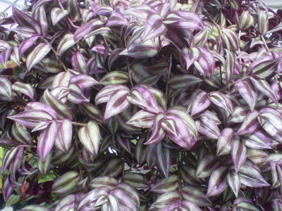 tradescantia+zebrina+(own)9.jpg