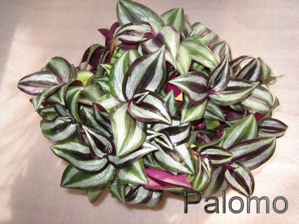 Tradescantia+Zebrina+Pendula+%5B1024x768%5D.JPG