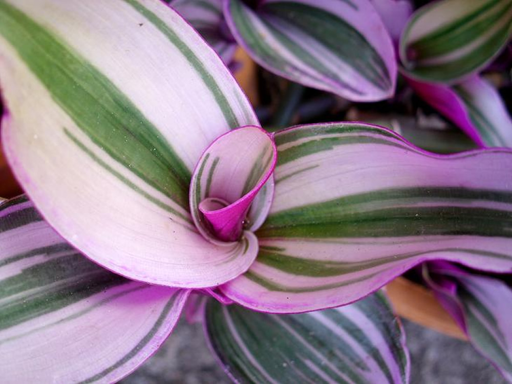 Tradescantia-zebrina-quadricolor.jpg