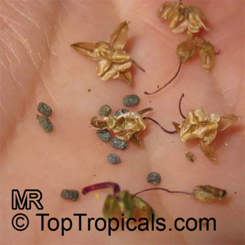 Tradescantia23465.jpg