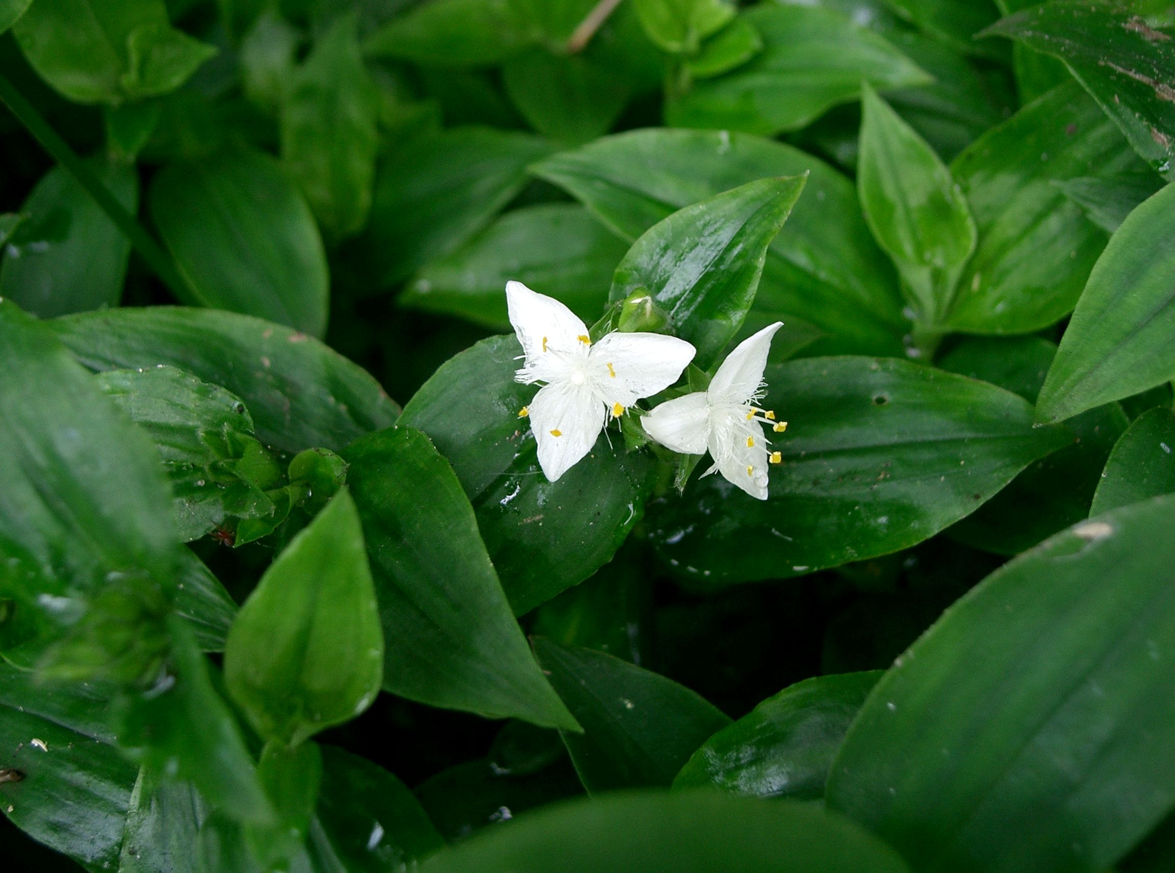 Tradescantia_fluminensis2.jpg