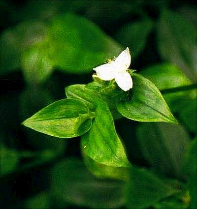Tradescantia_fluminensis_Olivos_Oct2001.jpg