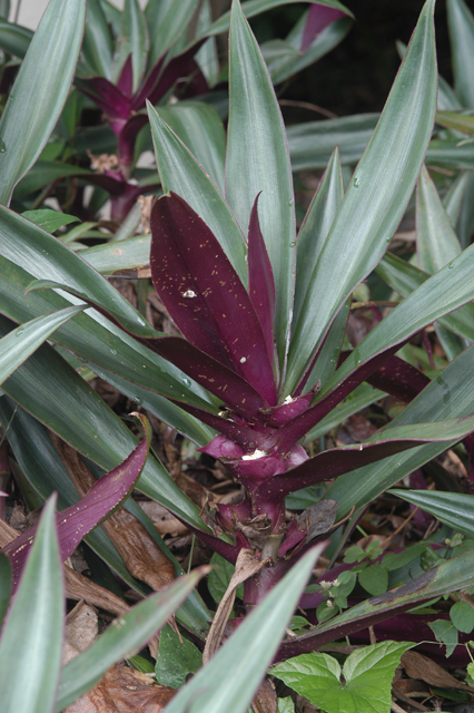 Tradescantia_spathacea.jpg