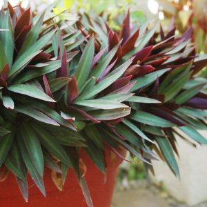 Tradescantia_spathacea1.jpg