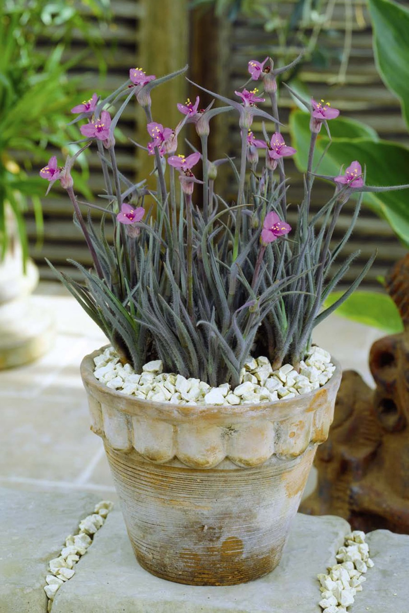 Tradescantia_Swallowtail-12.jpg