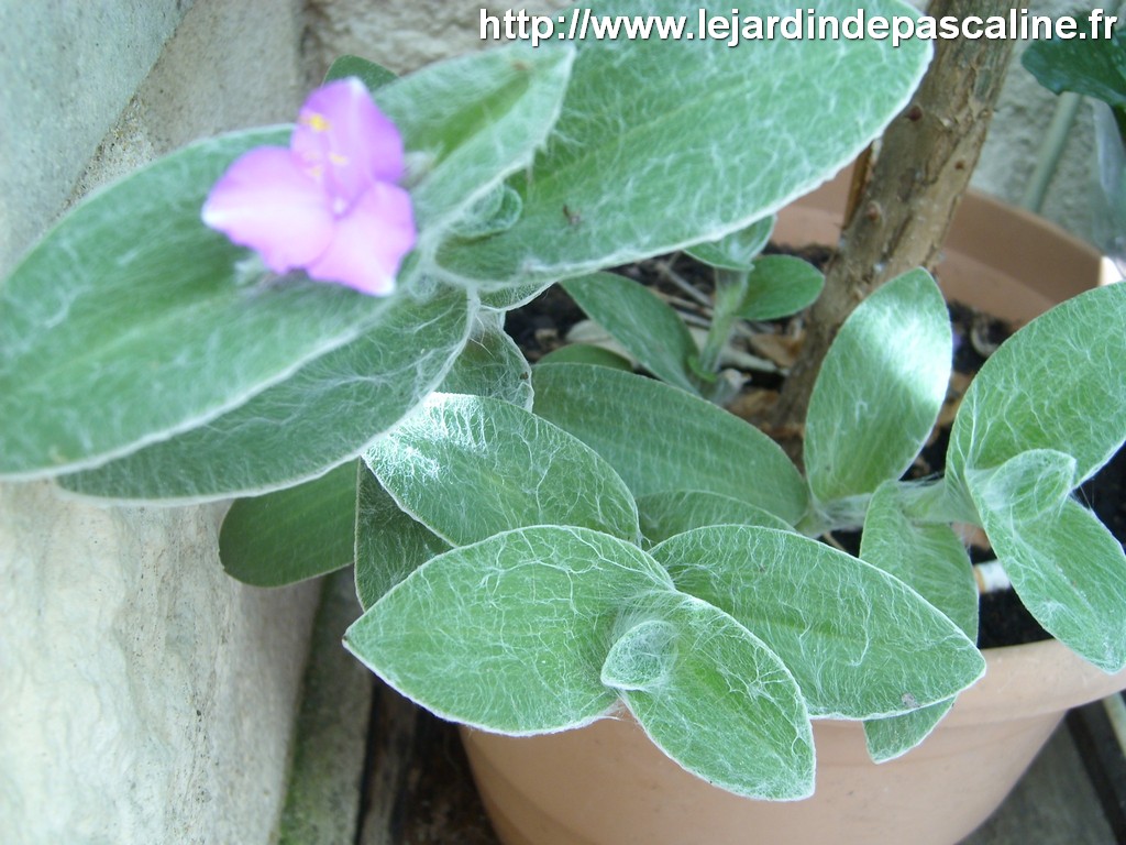 tradescantiaSilla2.JPG
