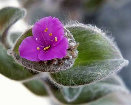TradescantiaSillamontana.jpe