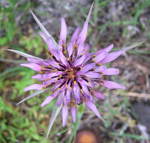 tragopogon_porrifolius.jpg