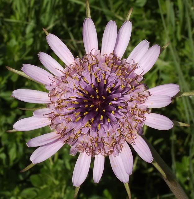 Tragopogonporrifoliusflores.jpg