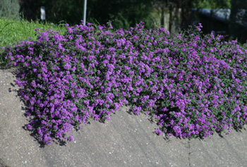 trail_lantana2.jpg