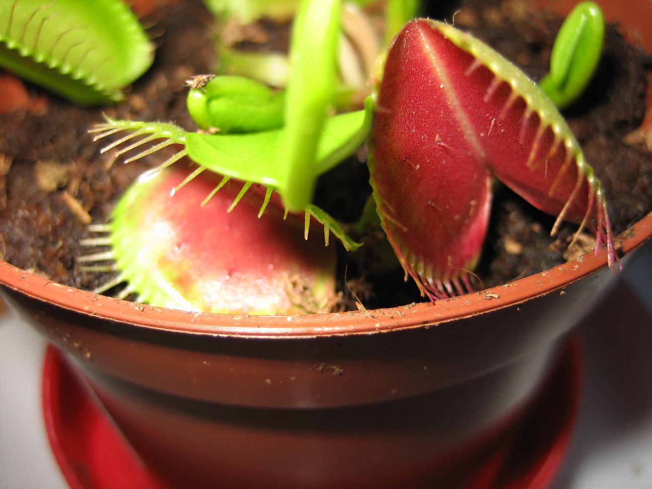 Trampas%20rojas%20de%20Dionaea%20Red..JPG