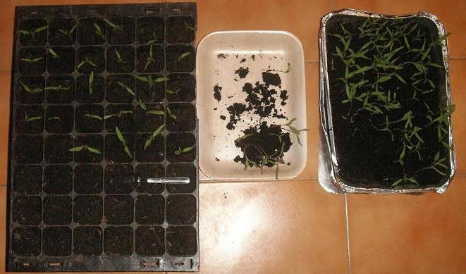 transplantando_tomatas_13abril.JPG