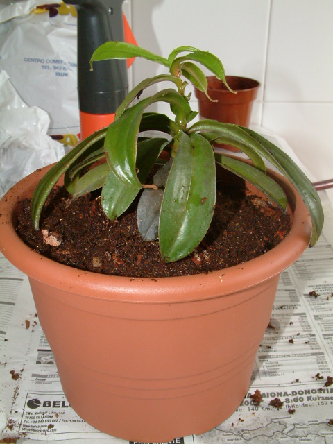 Transplante%20nep10.JPG