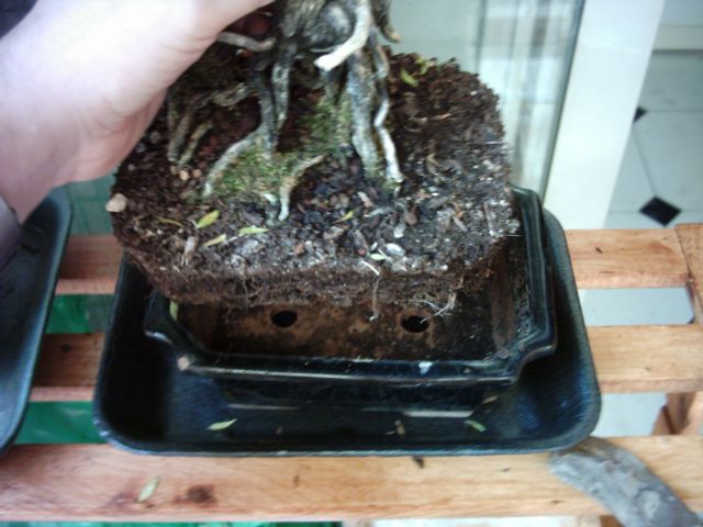 transplanteono01.jpg