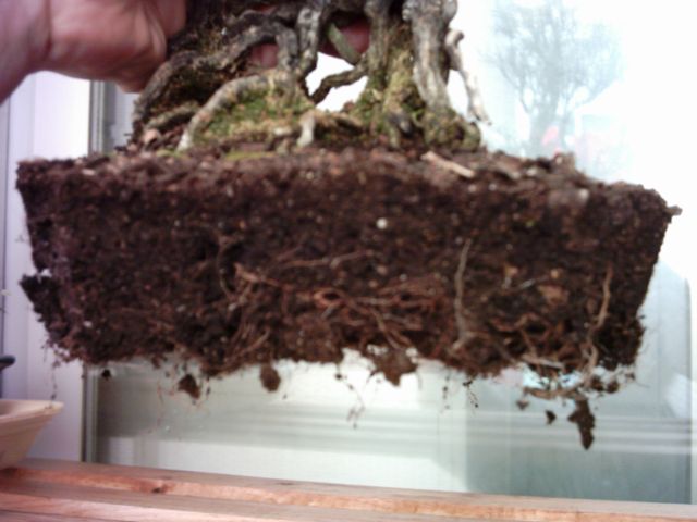 transplanteono02.jpg