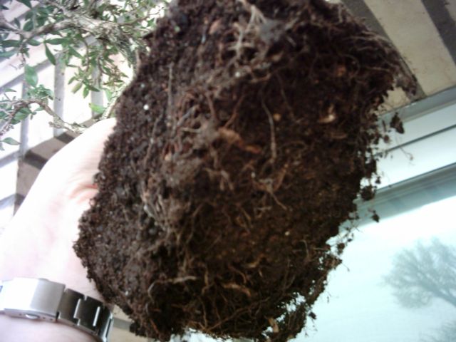 transplanteono03.jpg