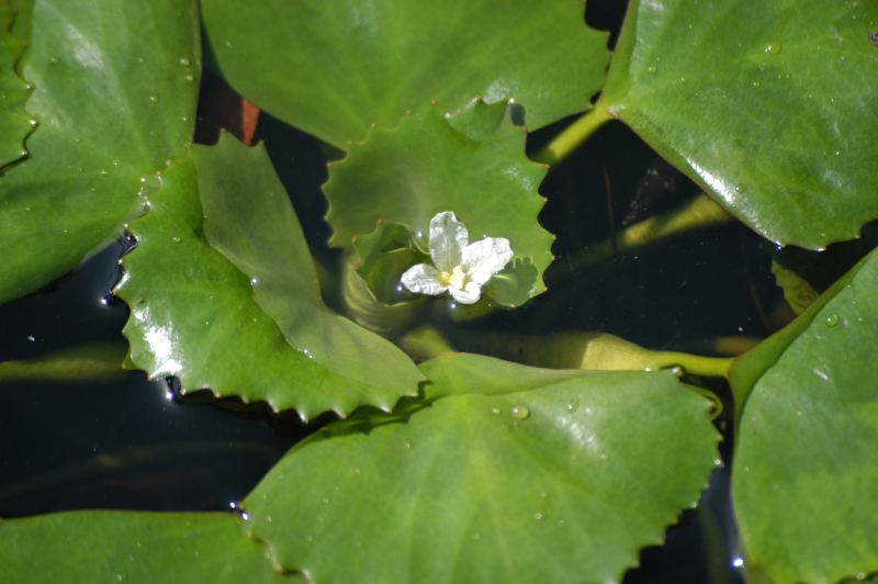 Trapa_natans_flower.jpg