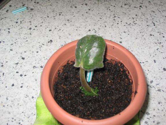 Trasplante hoja 1.JPG